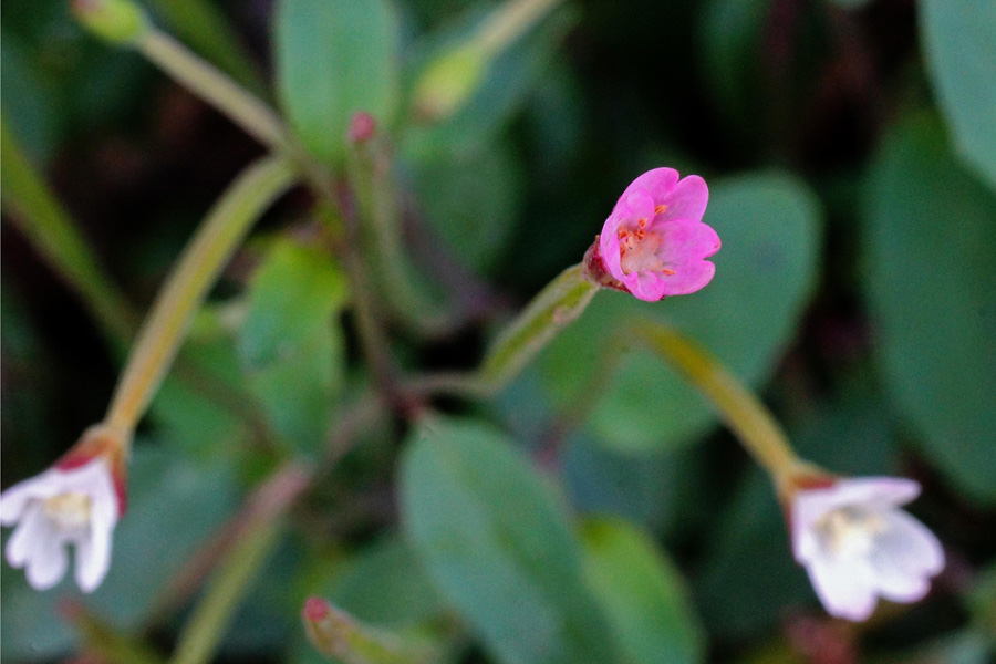 Epilobium collinum / Epilobio di collina